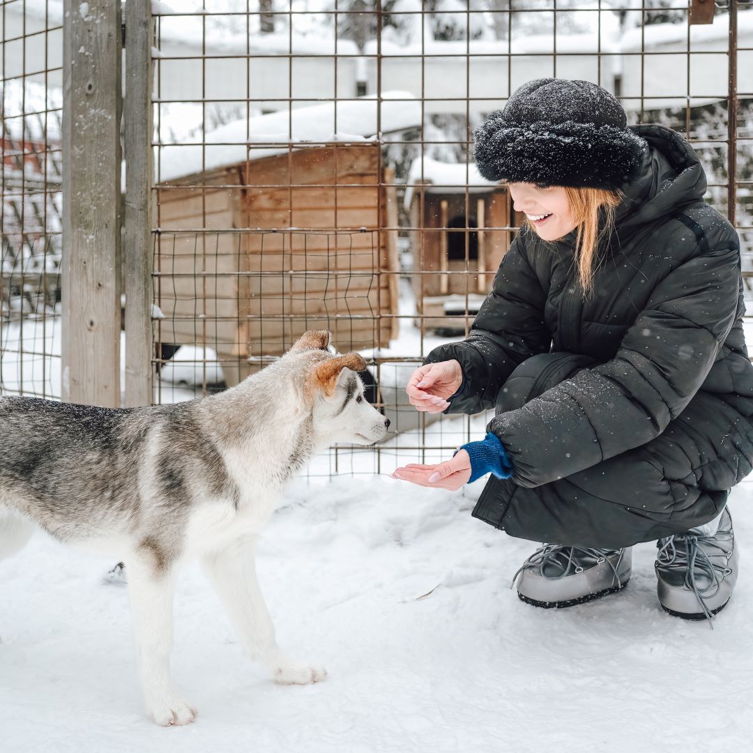 HuskyPark_HuskyMeet_greet_Rovaniemi2