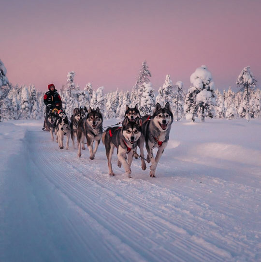 HuskyPark_HuskySafaris_Rovaniemi3