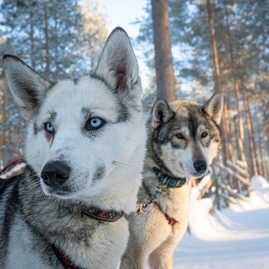 HuskyPark_HuskySafaris_Rovaniemi_2